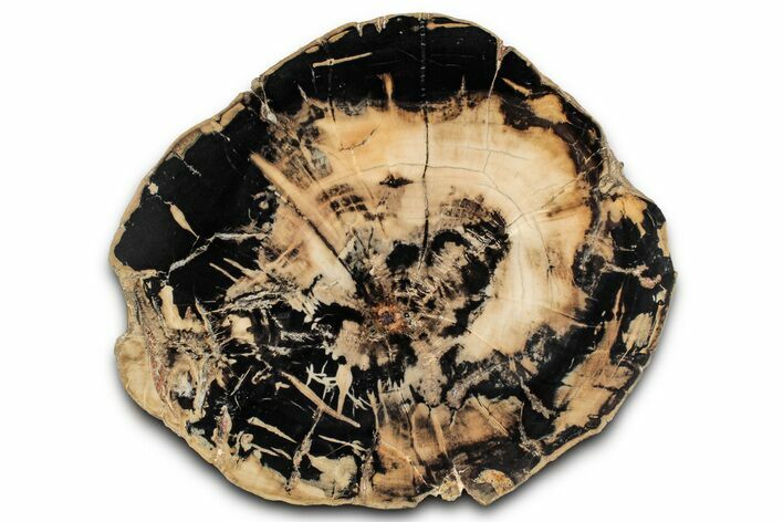 Polished Petrified Wood (Woodworthia) Round - Utah #358865